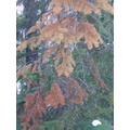 Red Tree